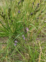 Caesia calliantha