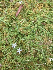 Lobelia pedunculata