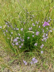 Caesia calliantha