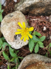 Hieracium paniculatum