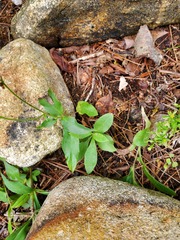 Hieracium paniculatum