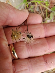 Hieracium paniculatum