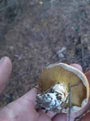 Suillus caerulescens