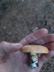 Suillus caerulescens