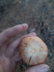 Suillus caerulescens