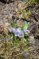 Campanula alpina