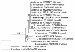 Lactarius neotabidus