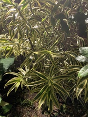 Dracaena reflexa