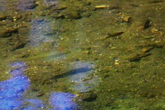 Rhinichthys atratulus