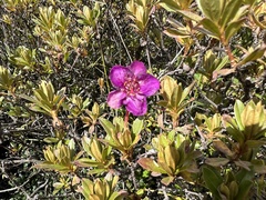Rhododendron lepidotum