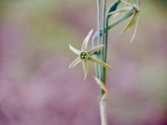 Narcissus viridiflorus