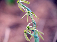 Narcissus viridiflorus