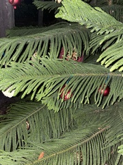 Araucaria