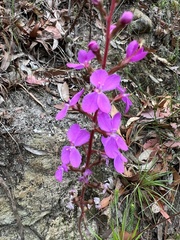 Stylidium graminifolium