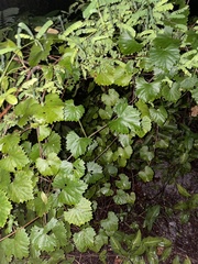 Vitis rotundifolia