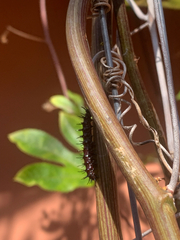 Nymphalidae