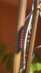 Nymphalidae
