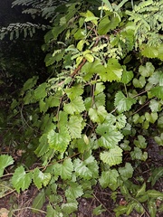 Vitis rotundifolia