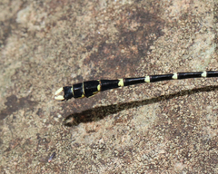 Hemigomphus heteroclytus