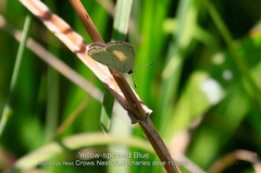 Candalides xanthospilos