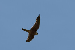 Falco longipennis