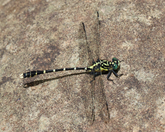 Hemigomphus heteroclytus