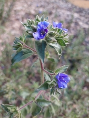 Hydrolea spinosa