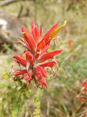 Castilleja tenuiflora