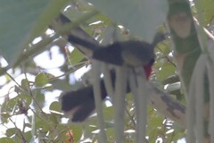 Ramphocelus nigrogularis