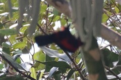 Ramphocelus nigrogularis