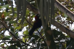 Ramphocelus nigrogularis