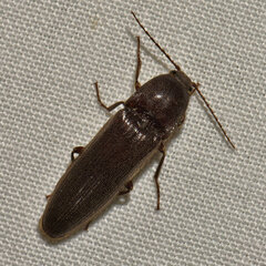 Melanotus castanipes