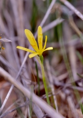 Narcissus cavanillesii