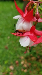 Metriorrhynchus variipennis