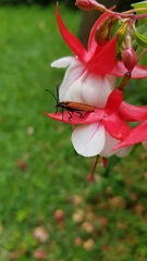 Metriorrhynchus variipennis