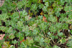 Geranium sibbaldioides