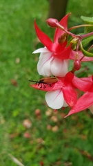 Metriorrhynchus variipennis