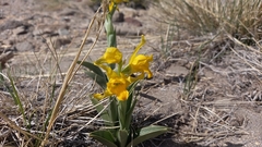 Chloraea alpina