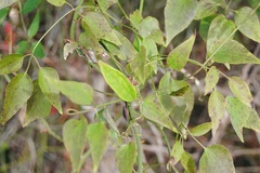 Clematis terniflora