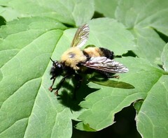 Laphria thoracica