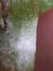 Neoerysiphe kerribeeensis