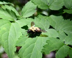 Laphria thoracica