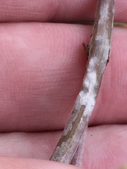 Neoerysiphe kerribeeensis