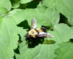 Laphria thoracica