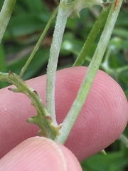 Neoerysiphe kerribeeensis