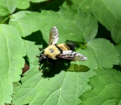 Laphria thoracica