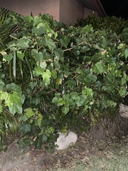 Hibiscus tiliaceus