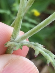 Neoerysiphe kerribeeensis