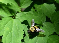 Laphria thoracica