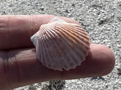 Argopecten irradians